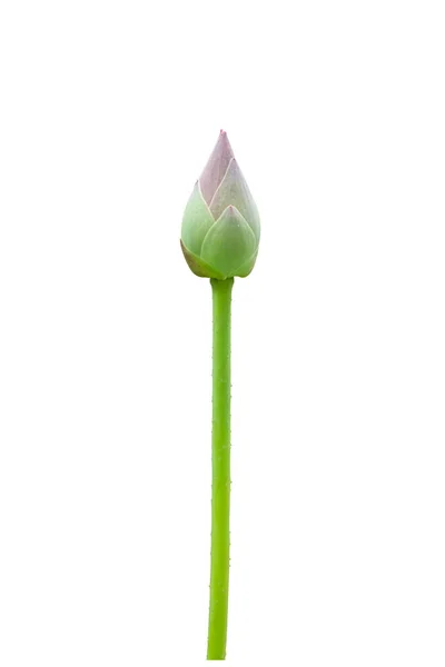 Lotus flower bud isolated on  white background. Clipping paths i — Stock Photo, Image