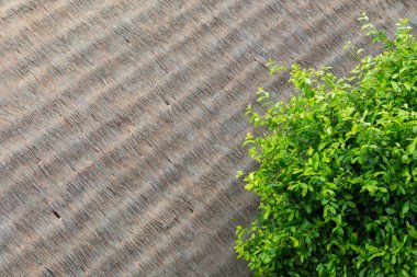 yapay saz çatı üzerinde yeşil yaprakları