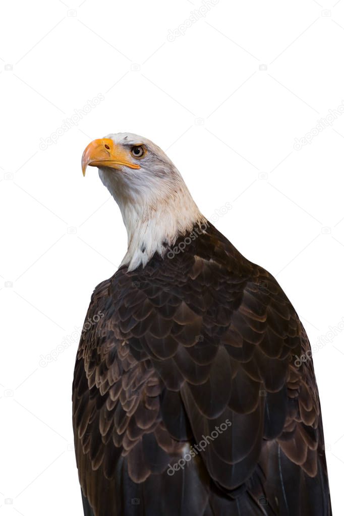 Bald eagle isolated on white background. Clipping path included