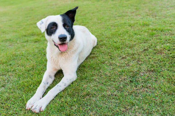 Χαρούμενο μαύρο και άσπρο σκυλί για την πράσινη χλόη — Φωτογραφία Αρχείου