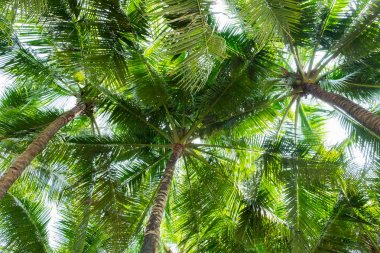 Hindistan cevizi palmiye ağaçları perspektif görünümü alt 