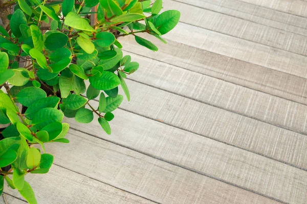 Hoja verde con textura de piso, tablón de madera en el jardín — Foto de Stock