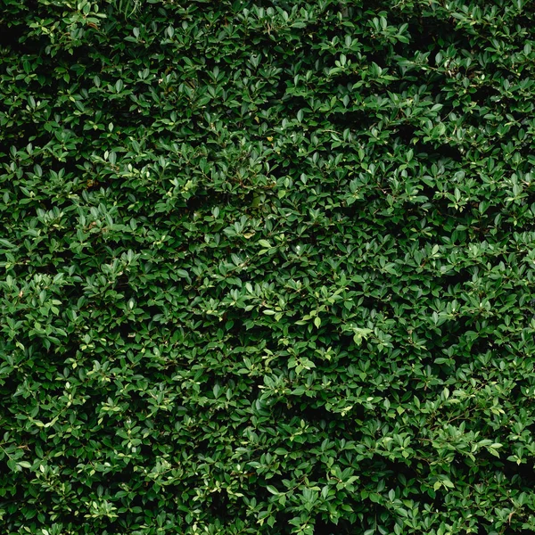 Piękny zielony liść ściany i podłoże — Zdjęcie stockowe