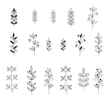 Köpükler ve yapraklar. Tasarım için izole edilmiş zarif bitkiler. Beyaz arkaplanda siyah vektör çizimleri kümesi.