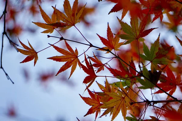 가을에 속에서 길들여 색깔을 — 스톡 사진
