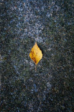             Sonbaharda yalnız sarı ağaç yaprağı doğada, sonbahar renklerinde                  