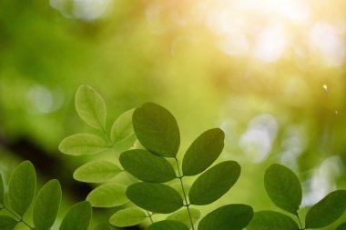 yeşil ağaç yaprakları ve güneş ışığı, yeşil arkaplan