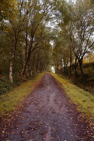 Camino Con Árboles Marrones Otoño Naturaleza Colores Otoño —  Fotos de Stock