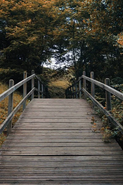 Route Avec Des Arbres Bruns Automne Dans Nature Couleurs Automne — Photo