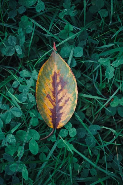 Sonbaharda Yalnız Sarı Ağaç Yaprağı Doğada Sonbahar Renklerinde — Stok fotoğraf
