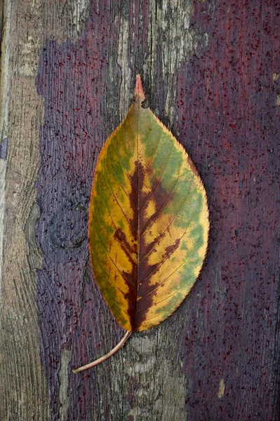 Folha Árvore Amarela Sozinho Outono Natureza Cores Outono — Fotografia de Stock