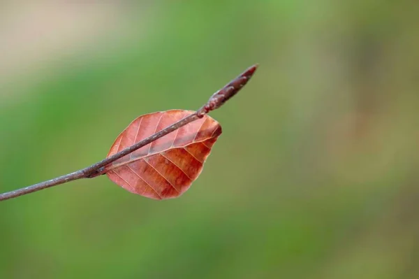 Doğada Sonbaharda Yalnız Kahverengi Ağaç Yaprağı — Stok fotoğraf