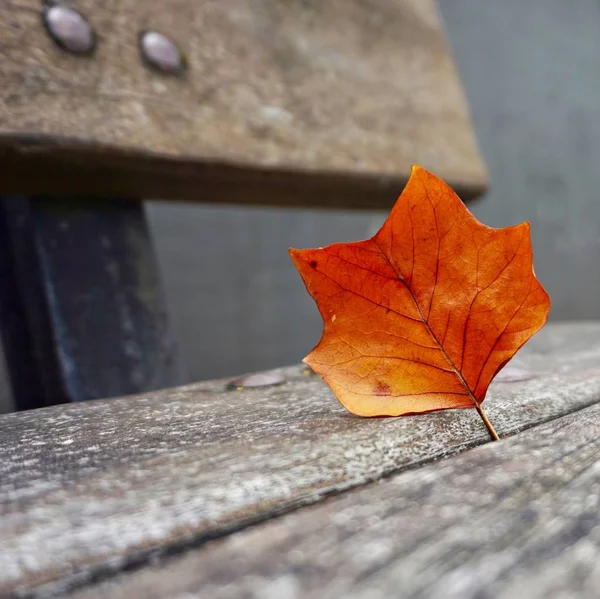 Braunes Laub Allein Herbst Der Natur — Stockfoto