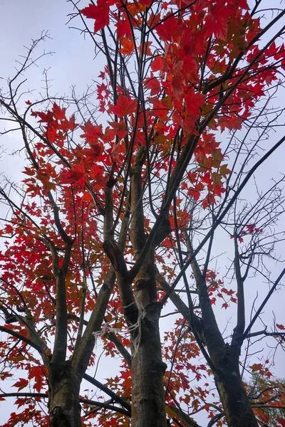 Alberi Con Colori Autunnali Montagna Stagione Autunnale — Foto Stock