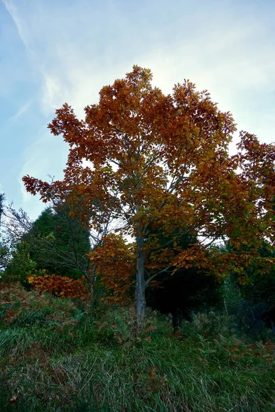 Bomen Met Herfstkleuren Bergen Herfstseizoen — Stockfoto