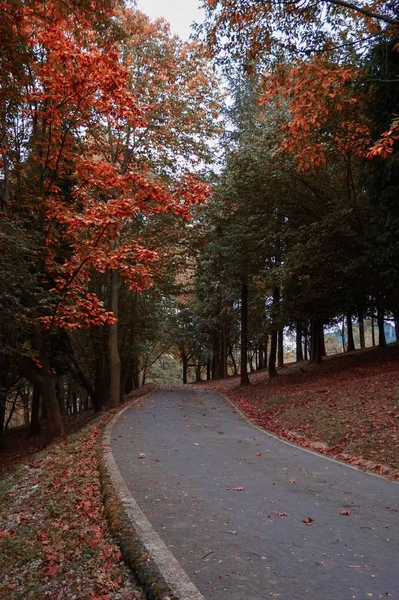 Silnice Stromy Podzimními Barvami Horách Podzimní Sezóna — Stock fotografie