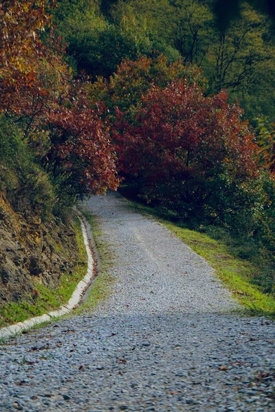 山の紅葉や秋の季節の道路や木 — ストック写真