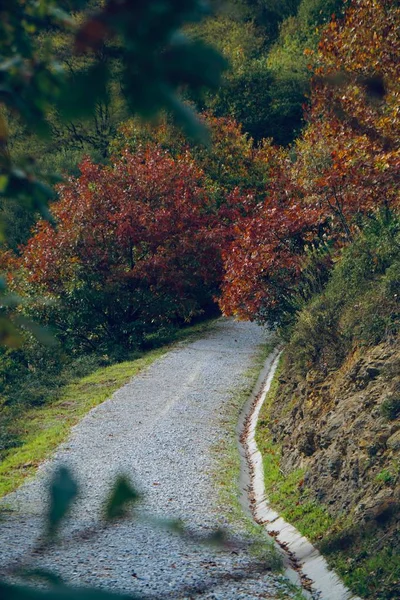 Weg Bomen Met Herfstkleuren Bergen Herfstseizoen — Stockfoto