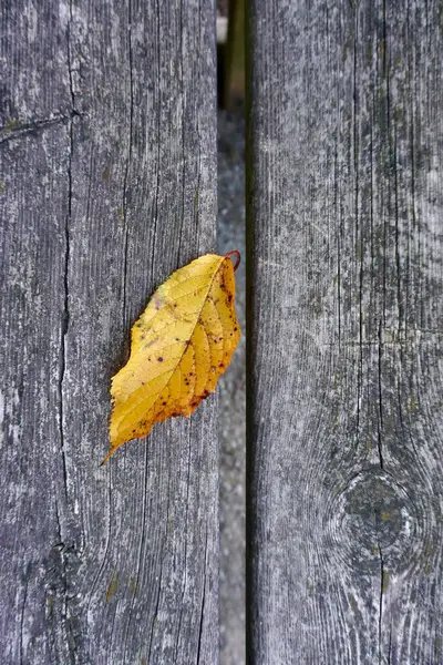 Желтый Лист Дерева Осенний Сезон Осенние Цвета — стоковое фото