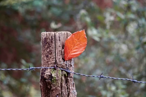 Braunes Laub Herbst Herbstfarben — Stockfoto