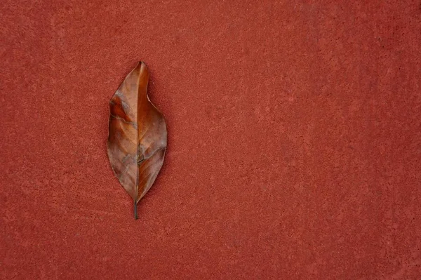 秋天的褐色树叶 秋天的色彩 — 图库照片