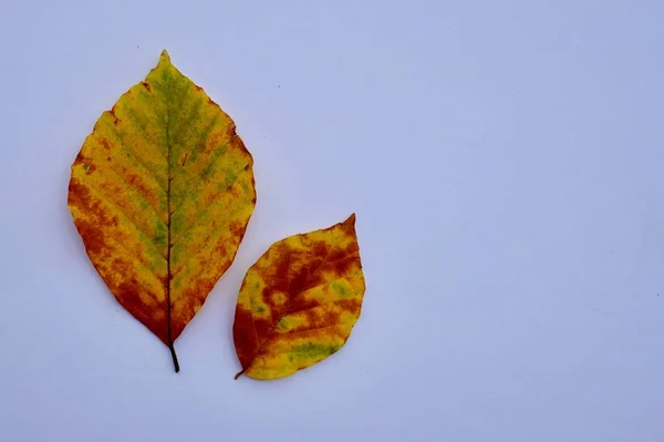 Hojas Árbol Marrón Temporada Otoño Colores Otoño —  Fotos de Stock