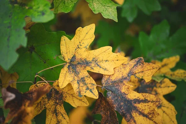 Sarı Ağaç Yaprakları Sonbahar Mevsiminde Sonbahar Renklerinde — Stok fotoğraf
