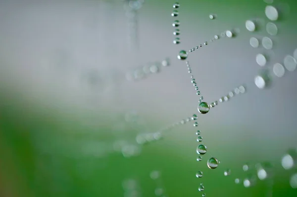 Gotas Teia Aranha Natureza Outono — Fotografia de Stock