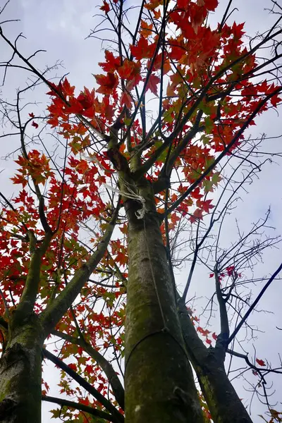 Árvore Com Cores Outono Temporada Outono — Fotografia de Stock