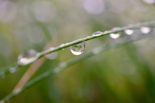 Σταγόνες Βροχής Στο Πράσινο Γρασίδι Στη Φύση Την Εποχή Του — Φωτογραφία Αρχείου