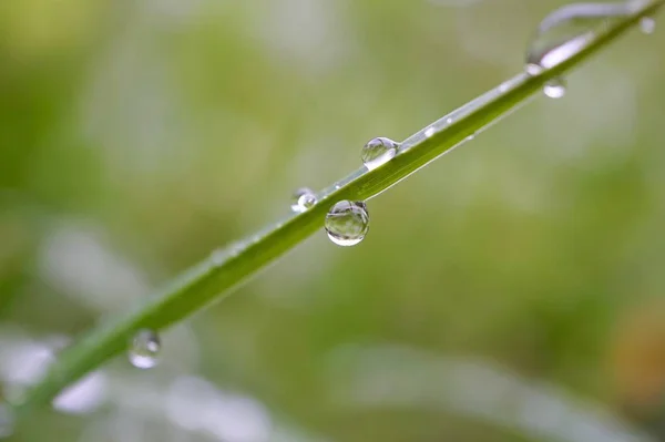 秋天的天然绿草上的雨滴 绿色背景 — 图库照片