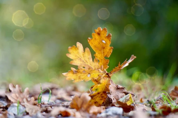 Yellow Leaf Autumn Colors Nature Autumn Season — Stockfoto