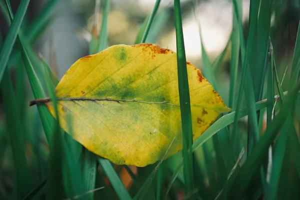 Sonbahar Mevsiminde Doğada Sonbahar Renkleri Olan Sarı Yaprak — Stok fotoğraf