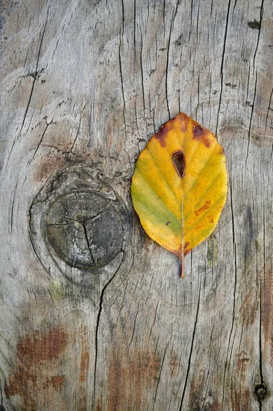 Yellow Leaf Autumn Colors Nature Autumn Season — 스톡 사진