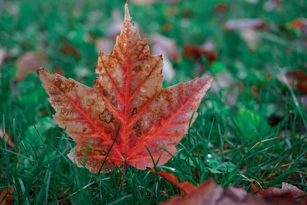 Folhas Vermelhas Com Cores Outono Natureza Temporada Outono — Fotografia de Stock