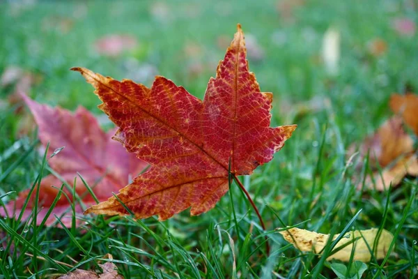 Czerwone Liście Jesiennymi Kolorami Przyrodzie Jesienią — Zdjęcie stockowe