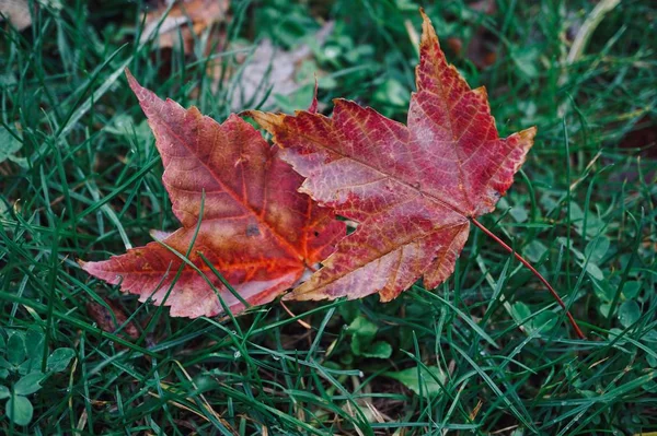 Rode Bladeren Met Herfstkleuren Natuur Het Najaar — Stockfoto