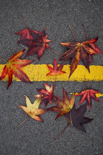 Foglie Rosse Con Colori Autunnali Nella Natura Nella Stagione Autunnale — Foto Stock