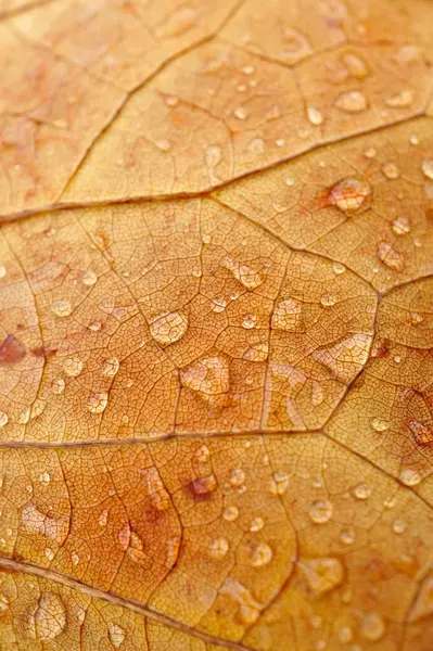Sonbahar Mevsiminde Kahverengi Yaprağın Üzerine Yağmur Damlaları Kahverengi Arkaplan — Stok fotoğraf