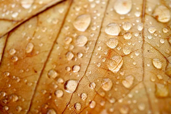 Regentropfen Auf Dem Braunen Blatt Herbst Brauner Hintergrund — Stockfoto