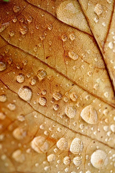 Gotas Chuva Folha Marrom Temporada Outono Fundo Marrom — Fotografia de Stock