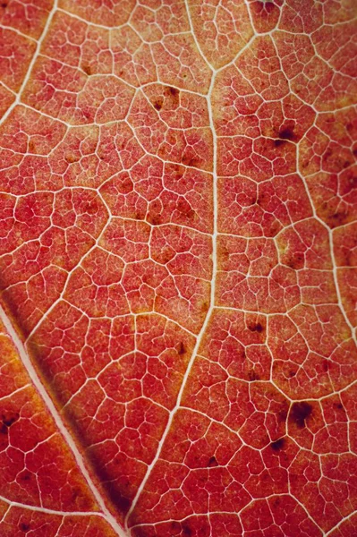 Red Leaf Autumn Colors Autumn Season — Stock Photo, Image
