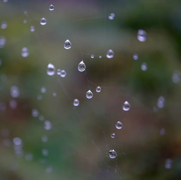 Краплі Дощу Павутині Негрів Осінній Сезон — стокове фото