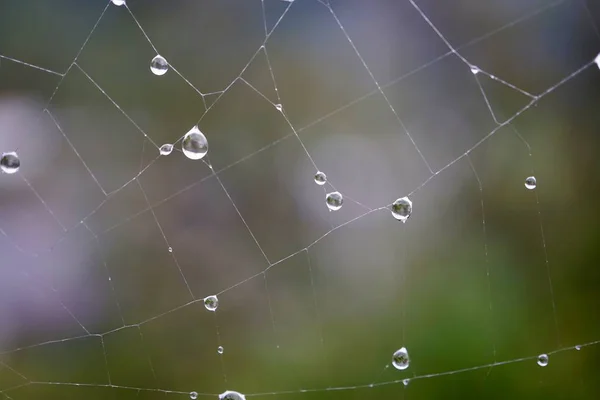 Gotas Chuva Teia Aranha Naure Temporada Outono — Fotografia de Stock