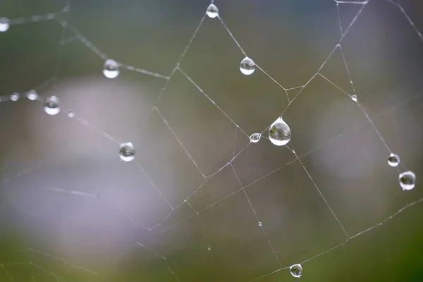 Gotas Chuva Teia Aranha Naure Temporada Outono — Fotografia de Stock