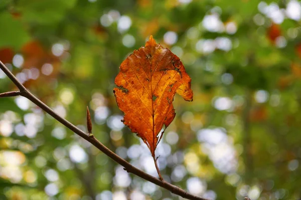 Brown Leaves Autumn Colors Nature Autumn Season — Stock Photo, Image