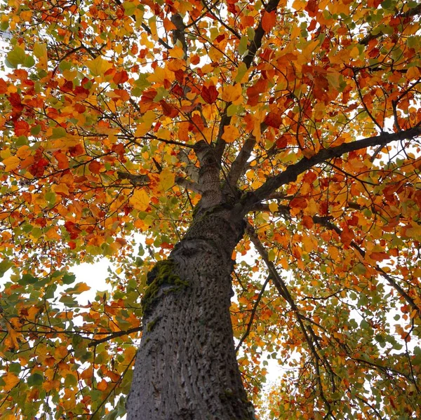 Árvore Com Cores Outono Temporada Outono — Fotografia de Stock