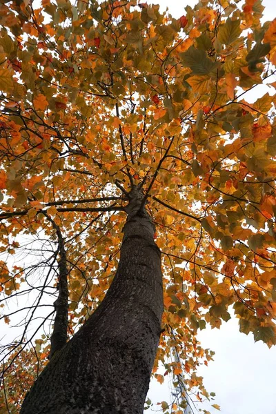 Árvore Com Cores Outono Temporada Outono — Fotografia de Stock
