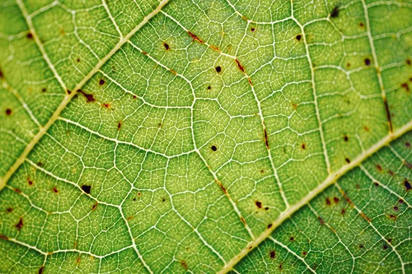 Folha Verde Texturizado Fundo Abstrato Veias Foliares — Fotografia de Stock