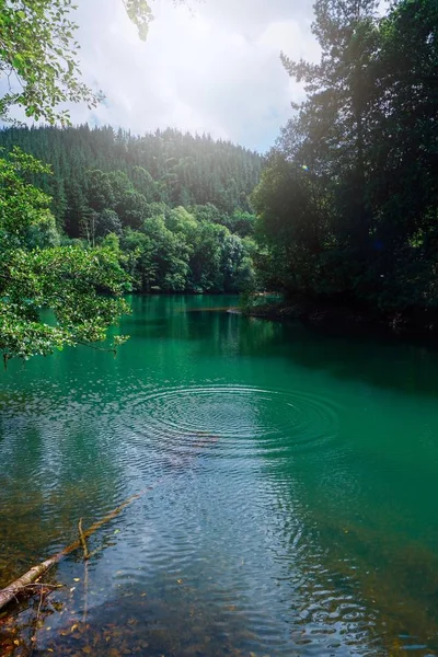 Arbres Dans Lac Dans Montagne Couleurs Vertes Dans Nature Bilbao — Photo